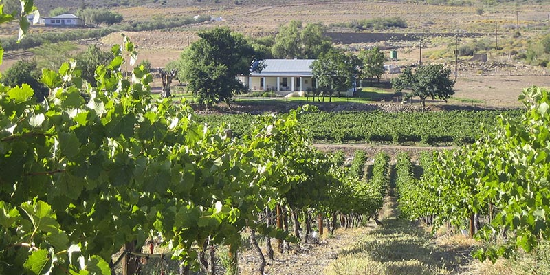 Montagu Wines