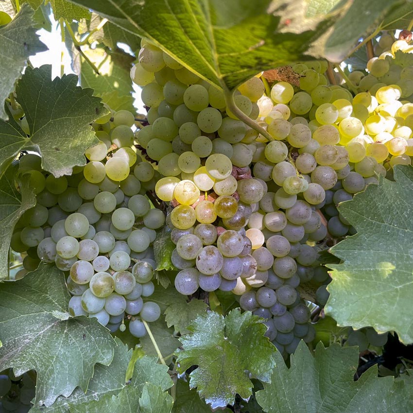Montagu Winery