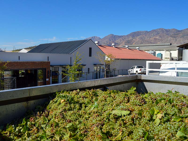 Winemaking-harvest